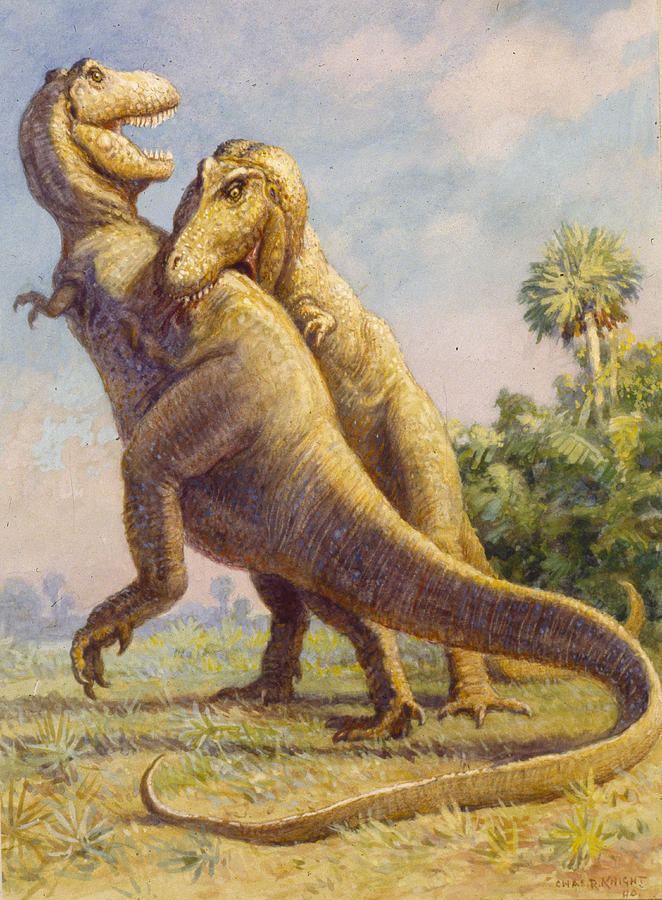 Charles R. Knight The Tyrannosaurus Rex Could Grow by Charles R Knight