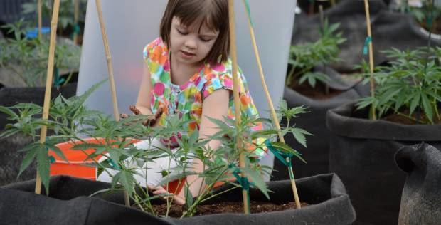 Charlotte's web (cannabis) Cannabis Oil Testimonials Hear from people who have cured their