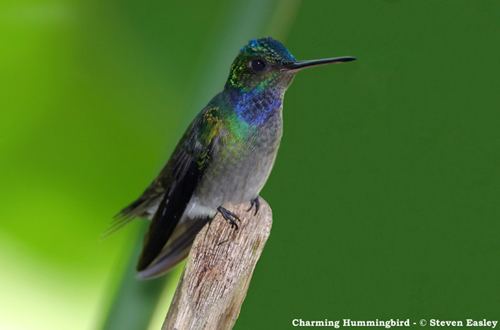 Charming hummingbird Index of wpcontentgallery24 Hummingbirds AB WEB