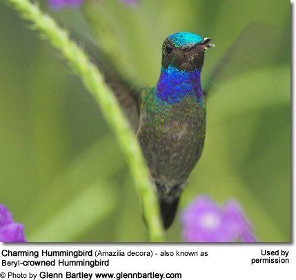Charming hummingbird httpswwwbeautyofbirdscomimagesbirdscharmin