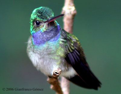 Charming hummingbird Charming Hummingbird Archives Osa Conservation