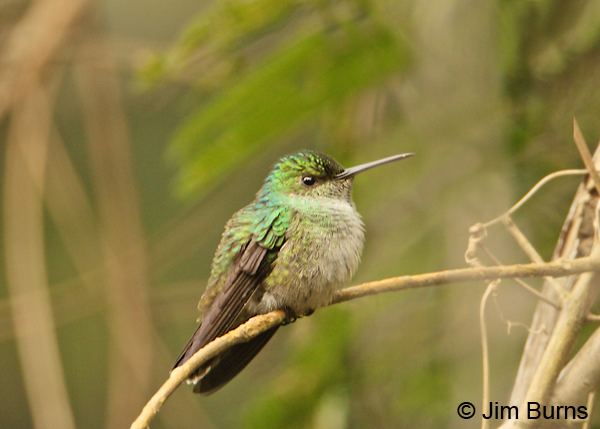 Charming hummingbird Costa Rica Charming Hummingbird