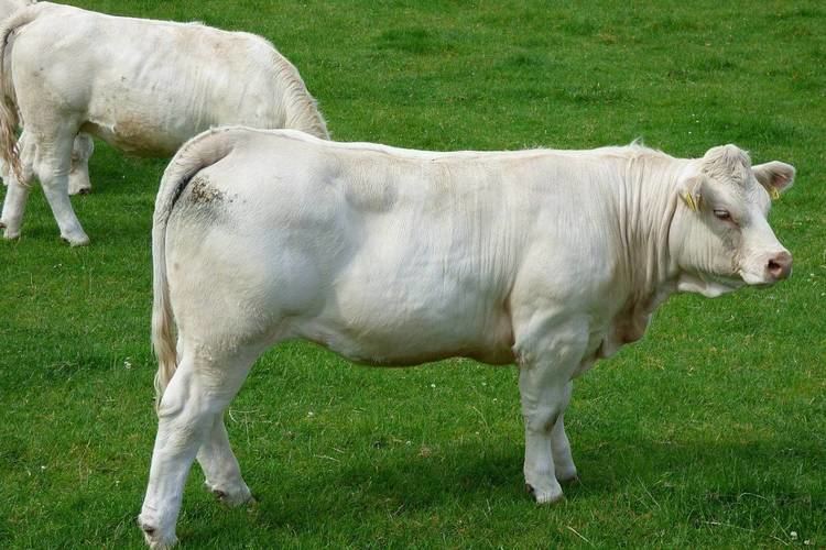 Charolais cattle 15 Things You Should Know About Charolais Cattle THATSFARMINGCOM
