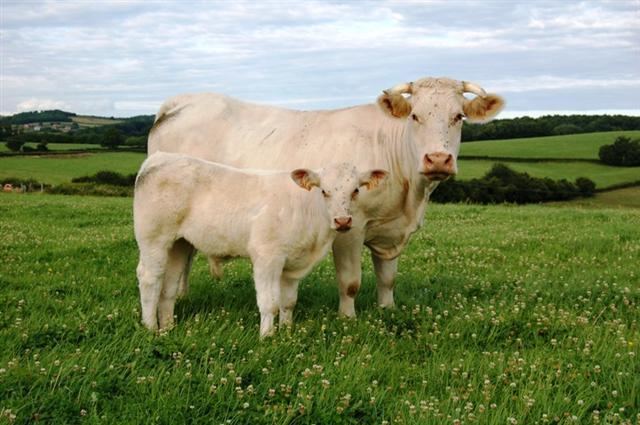Charolais cattle httpsuploadwikimediaorgwikipediacommons33