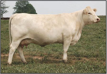 Charolais cattle Charolais Cattle for Sale in Iowa Summit Farms Donor Cows
