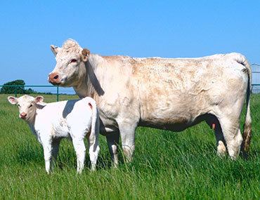 Charolais cattle 1000 images about Charolais cattle on Pinterest Cattle ranch The