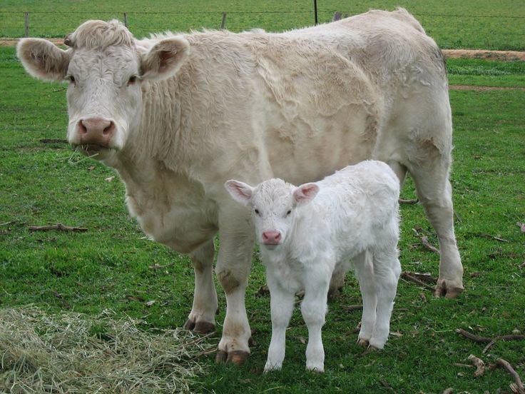 Charolais cattle 1000 images about Charolais cattle on Pinterest Cattle ranch The