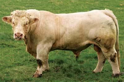 Charolais cattle Charolais Cattle
