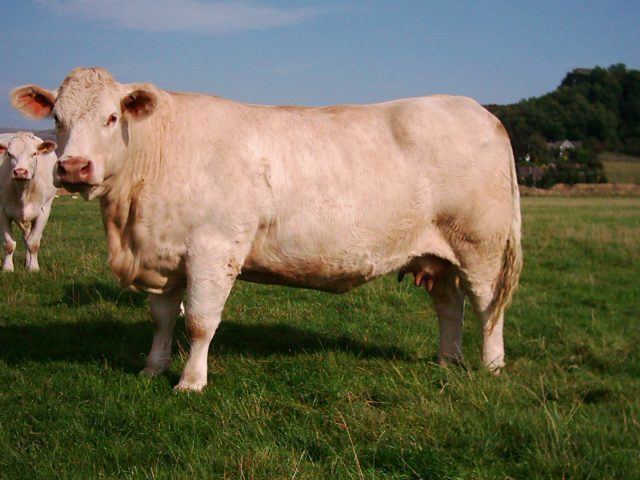 Charolais cattle Charolais cattle PetMapz