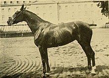 Charolais horse httpsuploadwikimediaorgwikipediacommonsthu