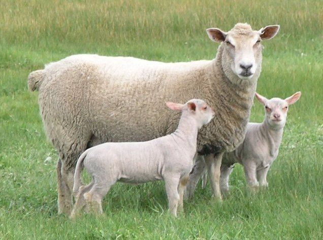 Charollais sheep Charollais Sheep Charollais Rams Charollais first cross ewes