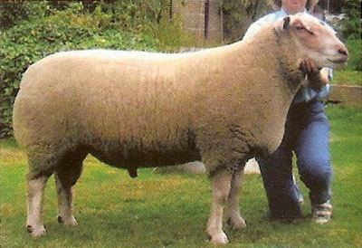 Charollais sheep Charollais Sheep Charollais Rams Charollais first cross ewes