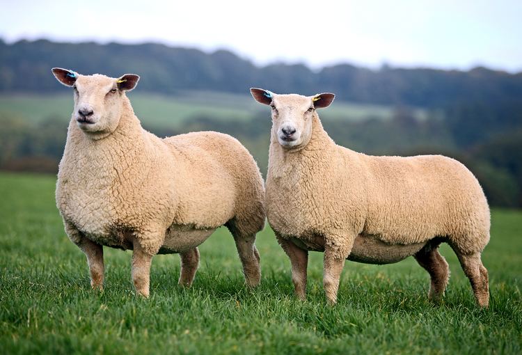 Charollais sheep The Breed Charollais Sheep