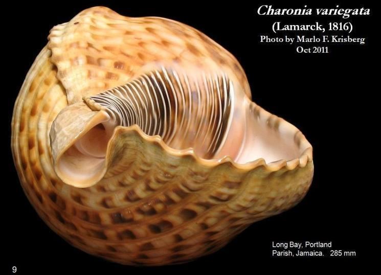 Charonia variegata CalPhotos Charonia variegata Atlantic Triton