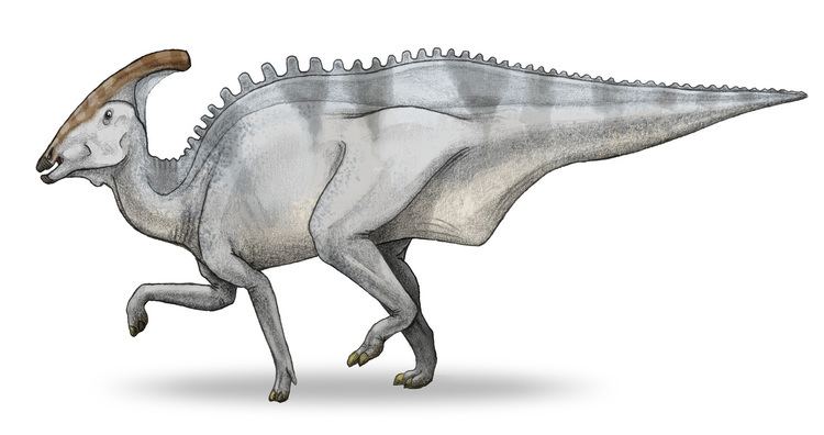 Charonosaurus httpsuploadwikimediaorgwikipediacommons88