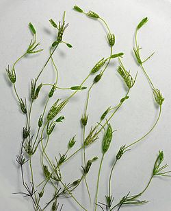 Charophyceae httpsuploadwikimediaorgwikipediacommonsthu