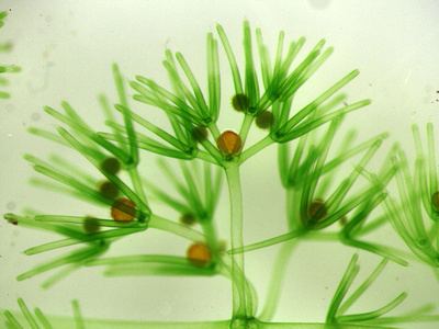 Charophyceae Charophyceae Chara Related Keywords amp Suggestions Charophyceae