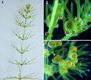 Charophyceae CharophyceaeIMGjpg