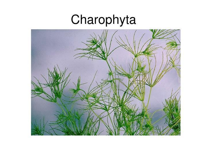 Charophyta PPT Charophyta PowerPoint Presentation ID663591