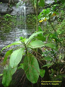 Charpentiera densiflora httpsuploadwikimediaorgwikipediacommonsthu