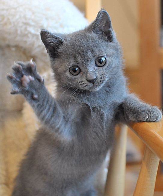 Chartreux Chartreux kittens We breed show and sell Chanson Bleu Chartreux