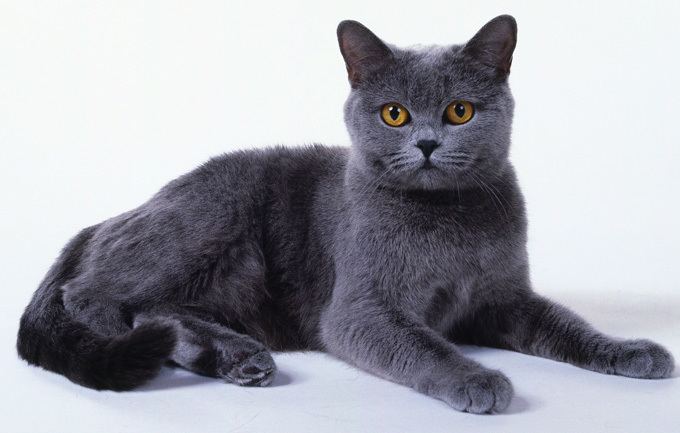 Chartreux Chartreux Cat Breed Information Pictures Characteristics amp Facts