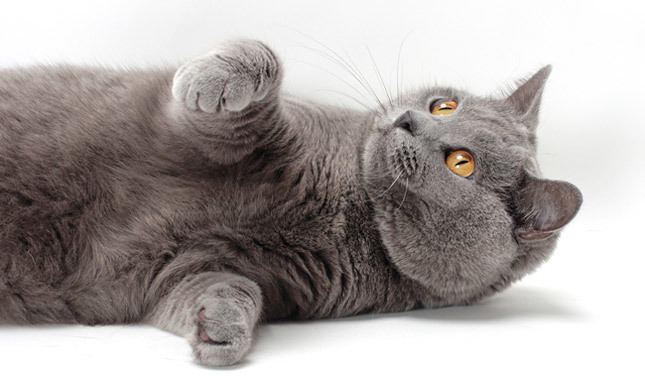 Chartreux Chartreux Cat Breed Information
