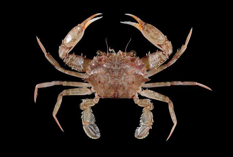 Charybdis (genus) Crab Database Crabs Genus Charybdis