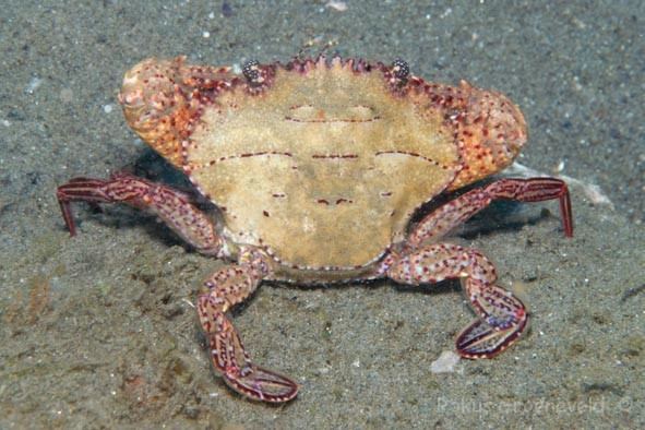 Charybdis natator Diverosa swimming crabs