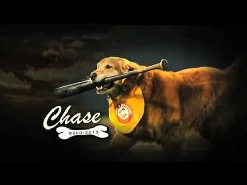 Chase (dog) httpsiytimgcomviUD555yD7MWshqdefaultjpg