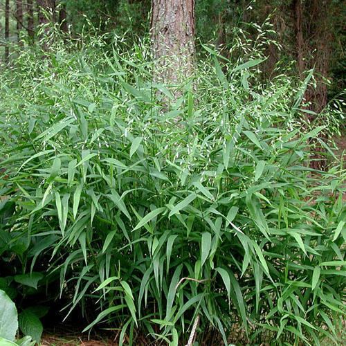 Chasmanthium latifolium CHASMANTHIUM LATIFOLIUM SEEDS River oats Woodland oats Inland Sea