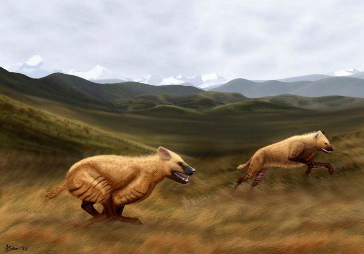 Chasmaporthetes Chasmaporthetes gangsriensis New Fossil Hyena Found in Tibet
