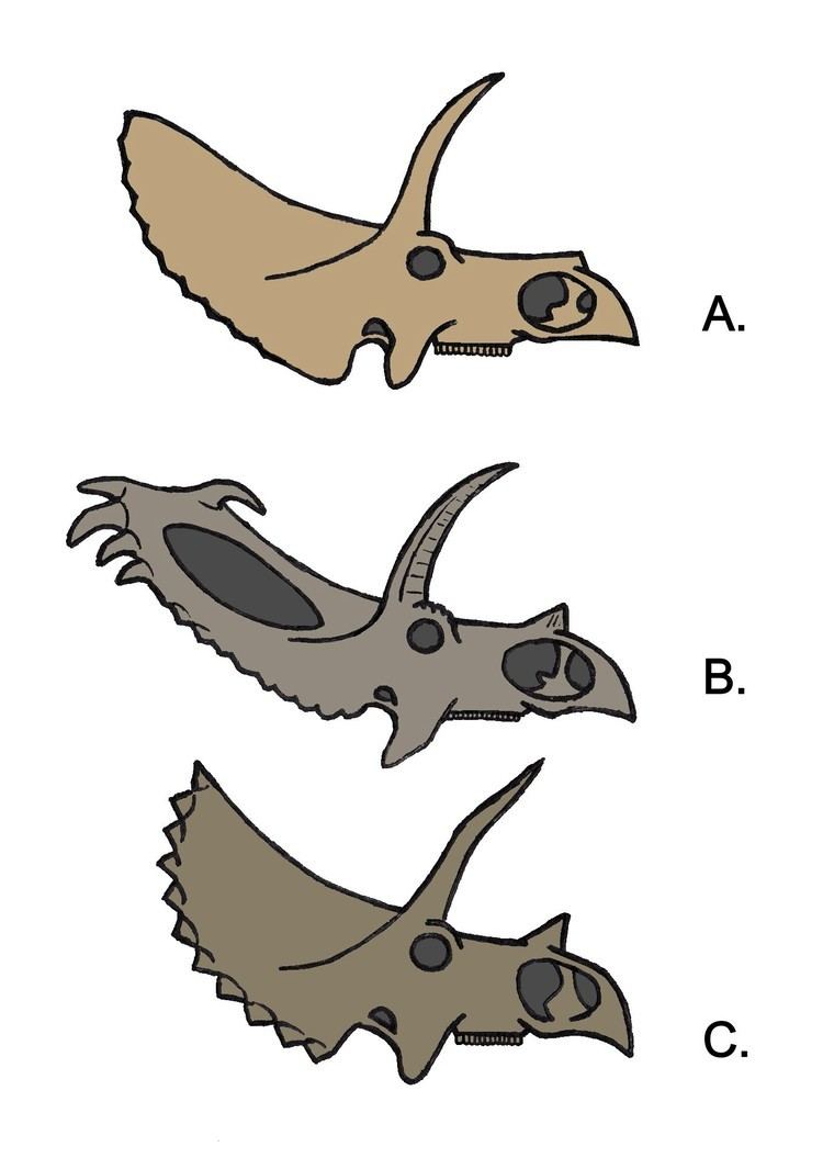 Chasmosaurinae FileChasmosaurinae skulls ABCJPG Wikimedia Commons