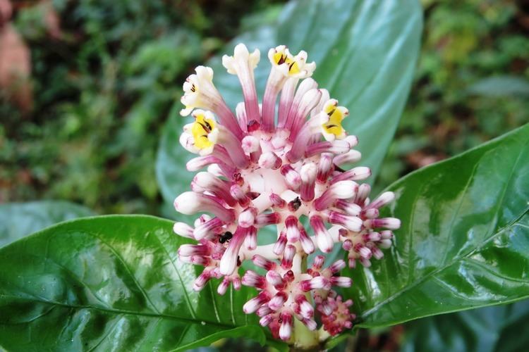 Chassalia curviflora FileChassalia curviflora var ophioxyloides Tuvvur KeralaJPG