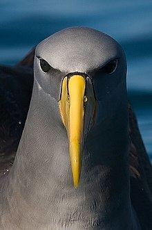 Chatham albatross httpsuploadwikimediaorgwikipediacommonsthu