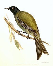 Chatham bellbird httpsuploadwikimediaorgwikipediacommonsthu
