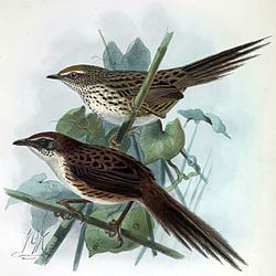 Chatham fernbird httpsuploadwikimediaorgwikipediacommonsthu