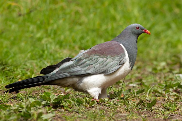 Chatham pigeon httpssmediacacheak0pinimgcomoriginals30