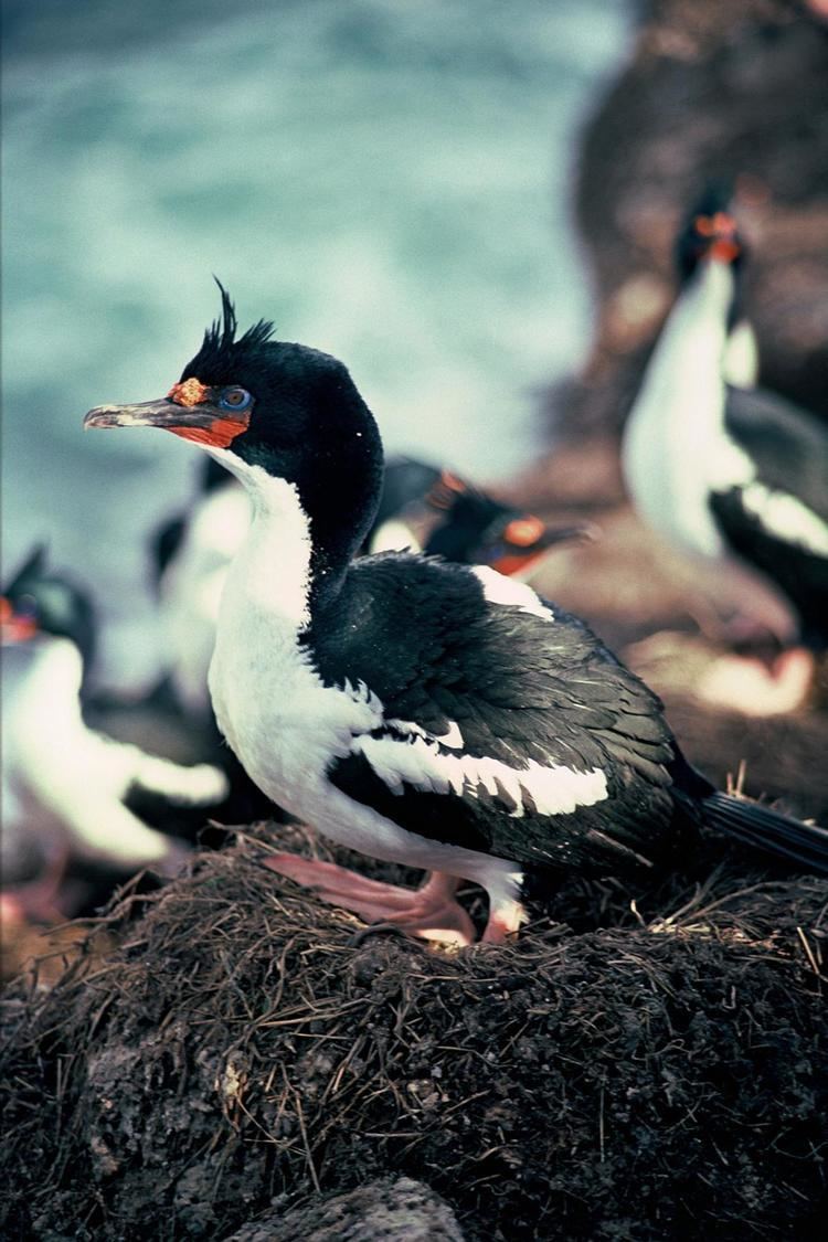 Chatham shag Chatham Island shag New Zealand Birds Online