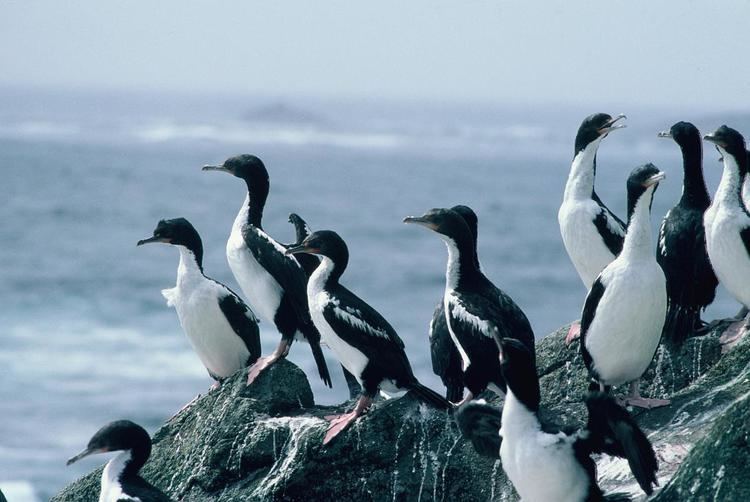 Chatham shag Chatham Island shag New Zealand Birds Online