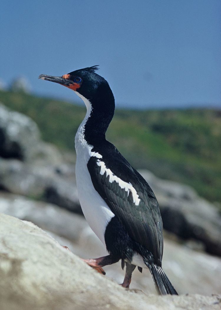 Chatham shag Chatham Island shag New Zealand Birds Online