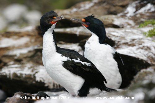Chatham shag Trip report 051107 Wrybill Birding Tours NZ