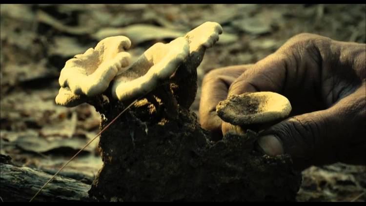 The movie scene of the Chatrak(2011) in a forest with a hand picking a mushroom in the ground with dirt and dried leaves.
