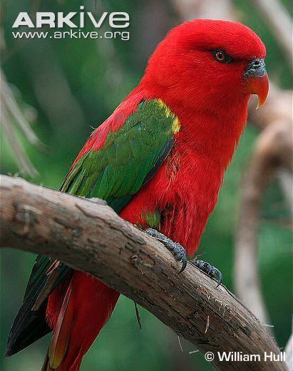 Chattering lory Chattering lory videos photos and facts Lorius garrulus ARKive