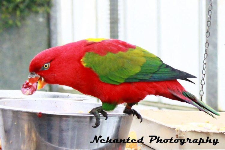Chattering lory Yellow Backed Chattering Lory Wingham Wildlife Park
