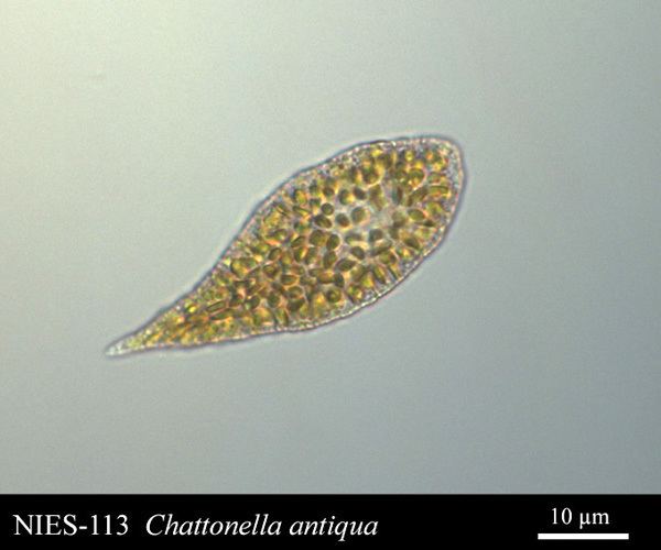 Chattonella cfbunheduphycokeyChoicesRaphidophyceaeCHATTO