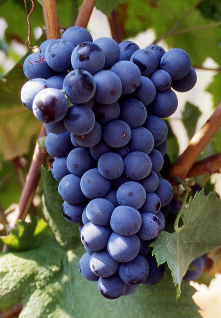Chatus (wine grape) plantgrapeplantnetprojectorgimgChatusNgrap