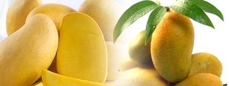Chaunsa Grace Tradelinks Fresh Chaunsa Mango Indian Cheap Mango Fresh