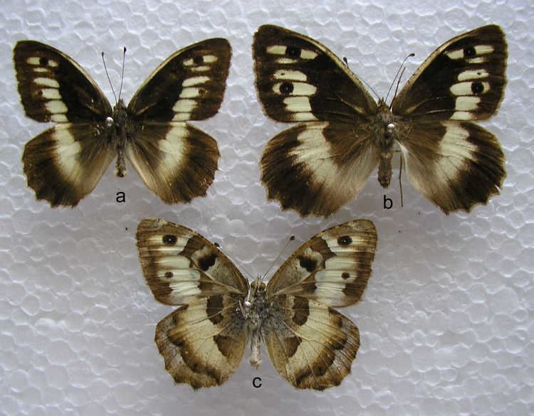 Chazara briseis Butterflies of Greece