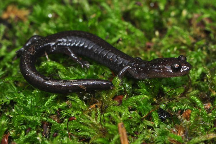 Cheat Mountain salamander Cheat Mountain Salamander Plethodon nettingi